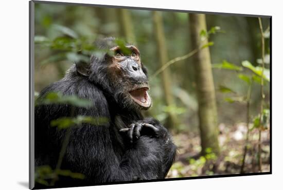 Africa, Uganda, Kibale National Park. A male chimpanzee looks up into the trees.-Kristin Mosher-Mounted Photographic Print