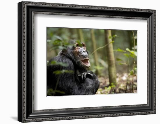 Africa, Uganda, Kibale National Park. A male chimpanzee looks up into the trees.-Kristin Mosher-Framed Photographic Print