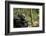 Africa, Uganda, Kibale National Park. A male chimpanzee looks up into the trees.-Kristin Mosher-Framed Photographic Print