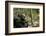 Africa, Uganda, Kibale National Park. A male chimpanzee looks up into the trees.-Kristin Mosher-Framed Photographic Print