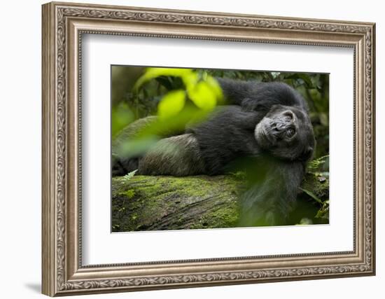 Africa, Uganda, Kibale National Park. A male chimpanzee lounges on a fallen log.-Kristin Mosher-Framed Photographic Print