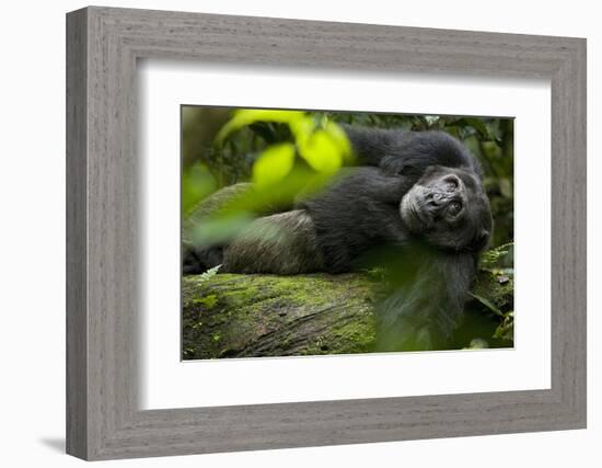 Africa, Uganda, Kibale National Park. A male chimpanzee lounges on a fallen log.-Kristin Mosher-Framed Photographic Print