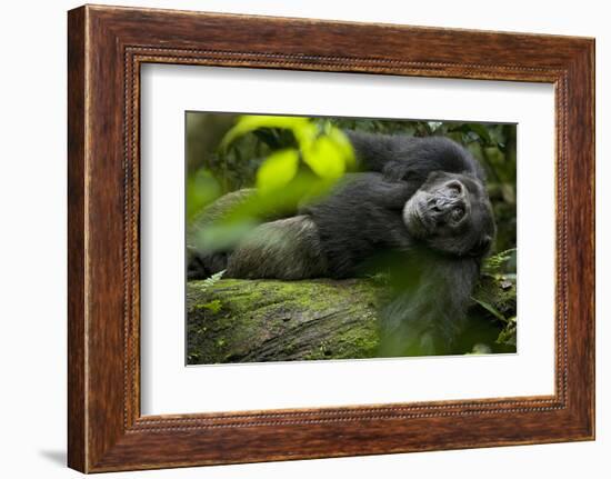 Africa, Uganda, Kibale National Park. A male chimpanzee lounges on a fallen log.-Kristin Mosher-Framed Photographic Print