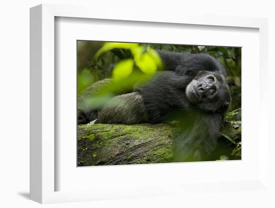 Africa, Uganda, Kibale National Park. A male chimpanzee lounges on a fallen log.-Kristin Mosher-Framed Photographic Print