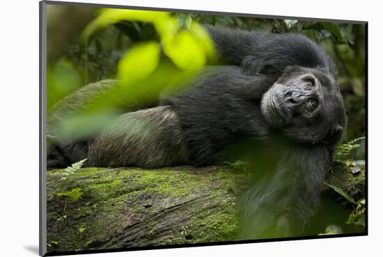 Africa, Uganda, Kibale National Park. A male chimpanzee lounges on a fallen log.-Kristin Mosher-Mounted Photographic Print