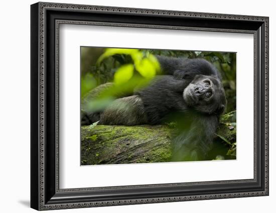 Africa, Uganda, Kibale National Park. A male chimpanzee lounges on a fallen log.-Kristin Mosher-Framed Photographic Print