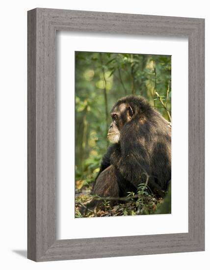 Africa, Uganda, Kibale National Park. A male chimpanzee observing his surroundings.-Kristin Mosher-Framed Photographic Print