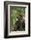 Africa, Uganda, Kibale National Park. A male chimpanzee observing his surroundings.-Kristin Mosher-Framed Photographic Print