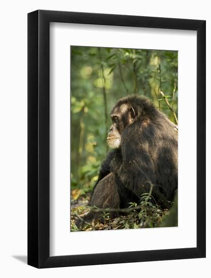 Africa, Uganda, Kibale National Park. A male chimpanzee observing his surroundings.-Kristin Mosher-Framed Photographic Print