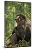 Africa, Uganda, Kibale National Park. A male chimpanzee observing his surroundings.-Kristin Mosher-Mounted Photographic Print