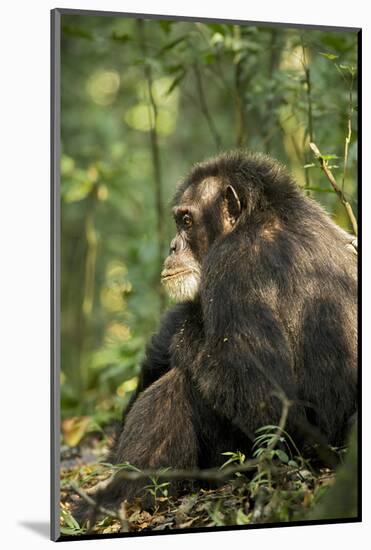 Africa, Uganda, Kibale National Park. A male chimpanzee observing his surroundings.-Kristin Mosher-Mounted Photographic Print