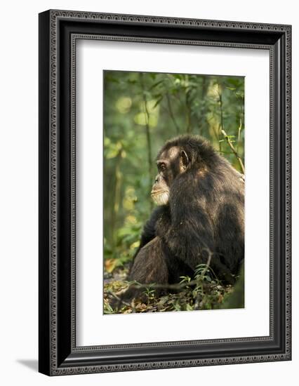 Africa, Uganda, Kibale National Park. A male chimpanzee observing his surroundings.-Kristin Mosher-Framed Photographic Print