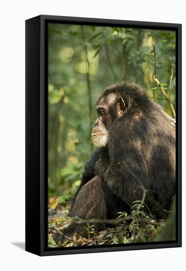 Africa, Uganda, Kibale National Park. A male chimpanzee observing his surroundings.-Kristin Mosher-Framed Premier Image Canvas