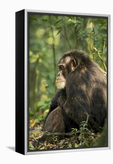 Africa, Uganda, Kibale National Park. A male chimpanzee observing his surroundings.-Kristin Mosher-Framed Premier Image Canvas
