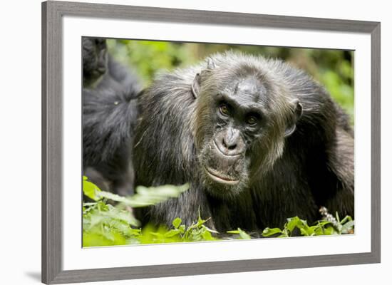 Africa, Uganda, Kibale National Park. A male chimpanzee relaxes as he is groomed.-Kristin Mosher-Framed Premium Photographic Print