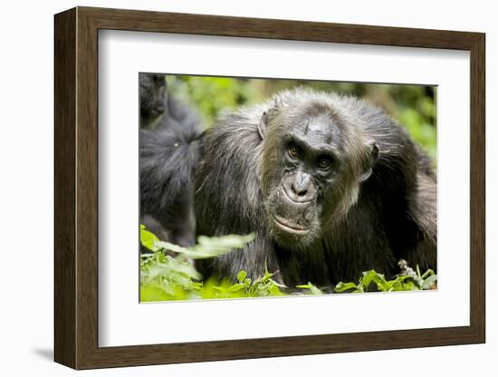 Africa, Uganda, Kibale National Park. A male chimpanzee relaxes as he is groomed.-Kristin Mosher-Framed Photographic Print