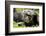 Africa, Uganda, Kibale National Park. A male chimpanzee relaxes as he is groomed.-Kristin Mosher-Framed Photographic Print