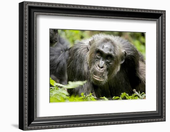 Africa, Uganda, Kibale National Park. A male chimpanzee relaxes as he is groomed.-Kristin Mosher-Framed Photographic Print