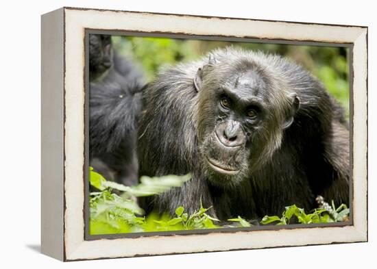 Africa, Uganda, Kibale National Park. A male chimpanzee relaxes as he is groomed.-Kristin Mosher-Framed Premier Image Canvas