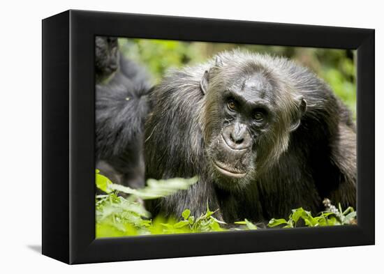 Africa, Uganda, Kibale National Park. A male chimpanzee relaxes as he is groomed.-Kristin Mosher-Framed Premier Image Canvas
