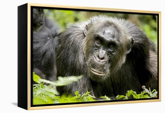 Africa, Uganda, Kibale National Park. A male chimpanzee relaxes as he is groomed.-Kristin Mosher-Framed Premier Image Canvas