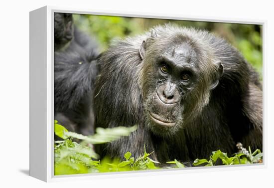 Africa, Uganda, Kibale National Park. A male chimpanzee relaxes as he is groomed.-Kristin Mosher-Framed Premier Image Canvas