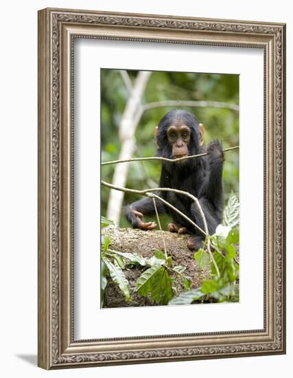 Africa, Uganda, Kibale National Park. A playful and curious infant chimpanzee.-Kristin Mosher-Framed Photographic Print