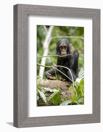 Africa, Uganda, Kibale National Park. A playful and curious infant chimpanzee.-Kristin Mosher-Framed Photographic Print