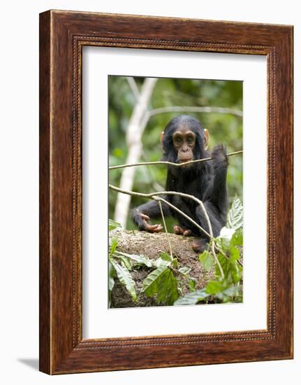 Africa, Uganda, Kibale National Park. A playful and curious infant chimpanzee.-Kristin Mosher-Framed Photographic Print