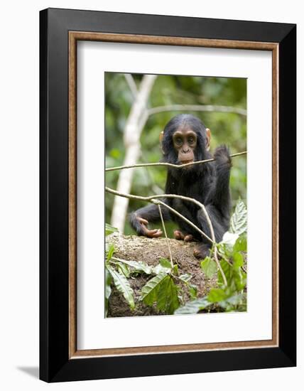 Africa, Uganda, Kibale National Park. A playful and curious infant chimpanzee.-Kristin Mosher-Framed Photographic Print