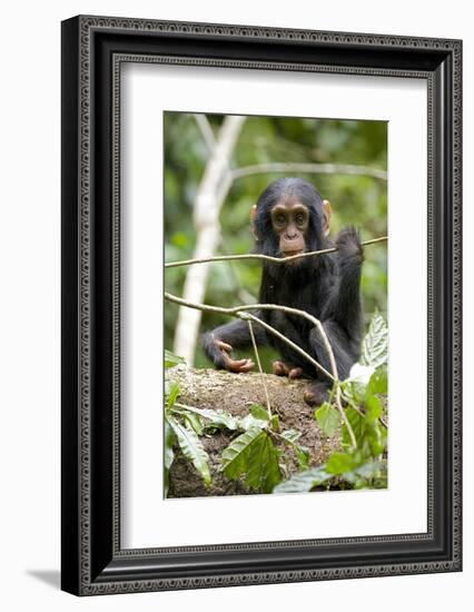 Africa, Uganda, Kibale National Park. A playful and curious infant chimpanzee.-Kristin Mosher-Framed Photographic Print