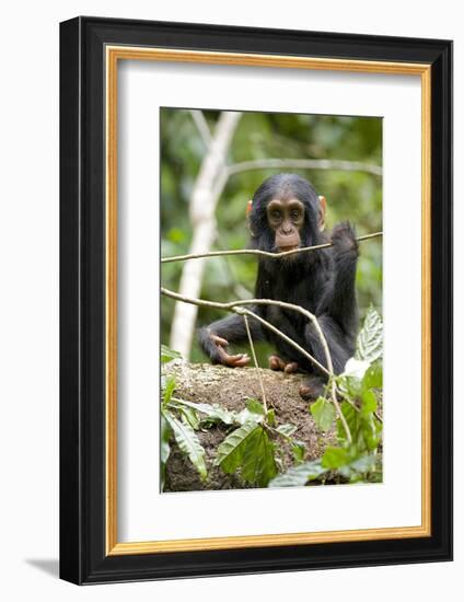 Africa, Uganda, Kibale National Park. A playful and curious infant chimpanzee.-Kristin Mosher-Framed Photographic Print