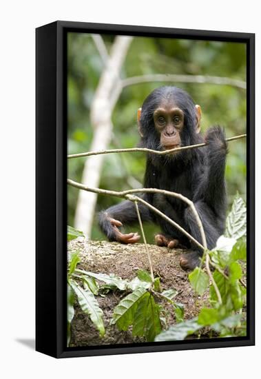 Africa, Uganda, Kibale National Park. A playful and curious infant chimpanzee.-Kristin Mosher-Framed Premier Image Canvas