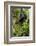 Africa, Uganda, Kibale National Park. A relaxed female chimpanzee sits aloft in a mossy tree.-Kristin Mosher-Framed Photographic Print