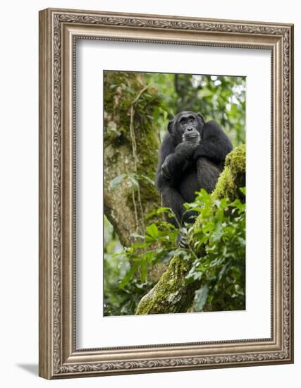 Africa, Uganda, Kibale National Park. A relaxed female chimpanzee sits aloft in a mossy tree.-Kristin Mosher-Framed Photographic Print