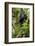 Africa, Uganda, Kibale National Park. A relaxed female chimpanzee sits aloft in a mossy tree.-Kristin Mosher-Framed Photographic Print