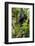 Africa, Uganda, Kibale National Park. A relaxed female chimpanzee sits aloft in a mossy tree.-Kristin Mosher-Framed Photographic Print