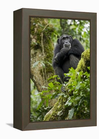 Africa, Uganda, Kibale National Park. A relaxed female chimpanzee sits aloft in a mossy tree.-Kristin Mosher-Framed Premier Image Canvas