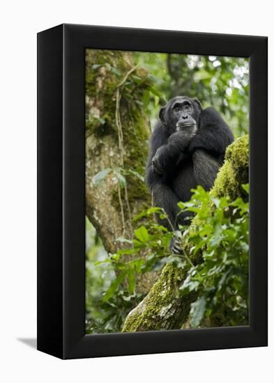 Africa, Uganda, Kibale National Park. A relaxed female chimpanzee sits aloft in a mossy tree.-Kristin Mosher-Framed Premier Image Canvas