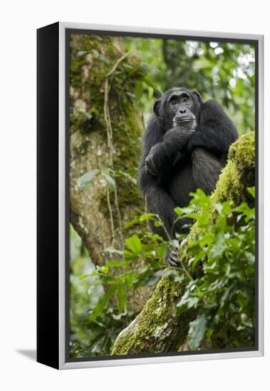 Africa, Uganda, Kibale National Park. A relaxed female chimpanzee sits aloft in a mossy tree.-Kristin Mosher-Framed Premier Image Canvas