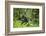 Africa, Uganda, Kibale National Park. A wet male chimpanzee looks over his shoulder.-Kristin Mosher-Framed Photographic Print