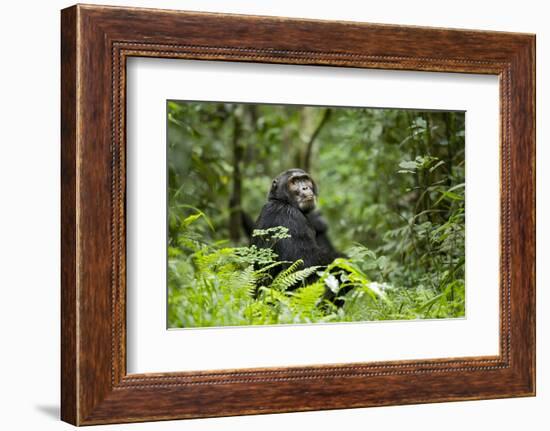 Africa, Uganda, Kibale National Park. A wet male chimpanzee looks over his shoulder.-Kristin Mosher-Framed Photographic Print