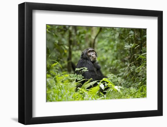 Africa, Uganda, Kibale National Park. A wet male chimpanzee looks over his shoulder.-Kristin Mosher-Framed Photographic Print