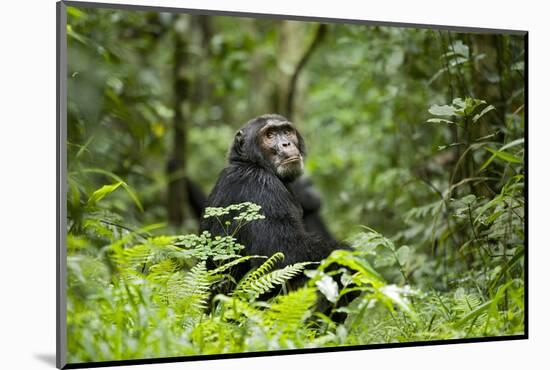Africa, Uganda, Kibale National Park. A wet male chimpanzee looks over his shoulder.-Kristin Mosher-Mounted Photographic Print