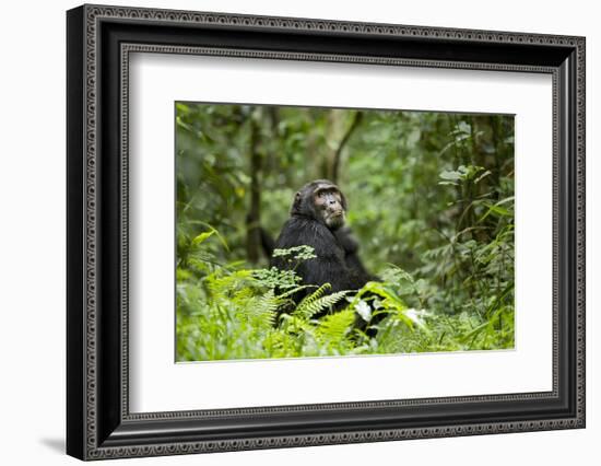 Africa, Uganda, Kibale National Park. A wet male chimpanzee looks over his shoulder.-Kristin Mosher-Framed Photographic Print