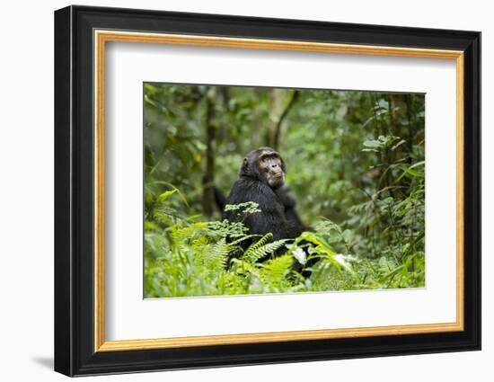 Africa, Uganda, Kibale National Park. A wet male chimpanzee looks over his shoulder.-Kristin Mosher-Framed Photographic Print