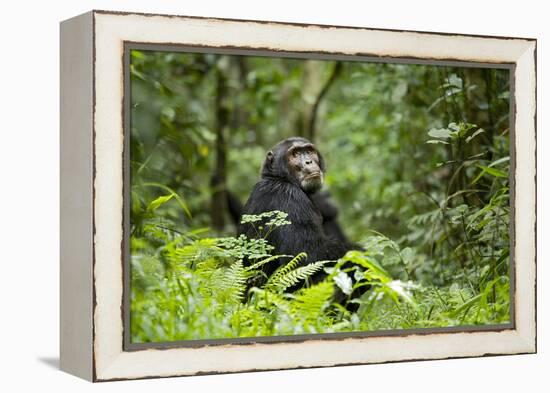 Africa, Uganda, Kibale National Park. A wet male chimpanzee looks over his shoulder.-Kristin Mosher-Framed Premier Image Canvas