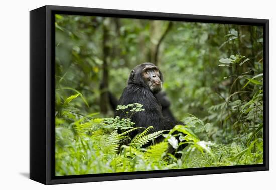 Africa, Uganda, Kibale National Park. A wet male chimpanzee looks over his shoulder.-Kristin Mosher-Framed Premier Image Canvas