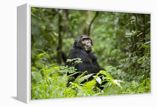 Africa, Uganda, Kibale National Park. A wet male chimpanzee looks over his shoulder.-Kristin Mosher-Framed Premier Image Canvas