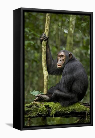 Africa, Uganda, Kibale National Park. A young adult chimpanzee anticipates arrival of other chimps.-Kristin Mosher-Framed Premier Image Canvas